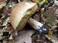 Ízletes vargánya (Boletus edulis), Somogy